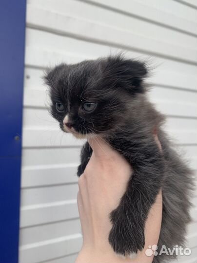 Котята за корм любой