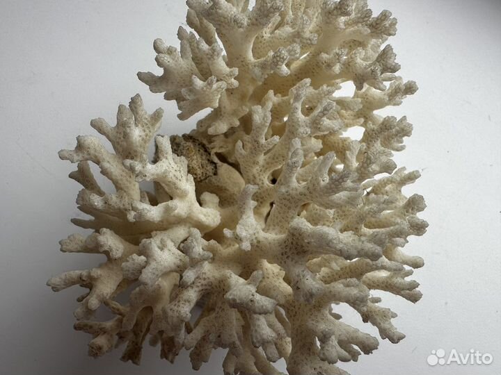 Натуральный морской коралл