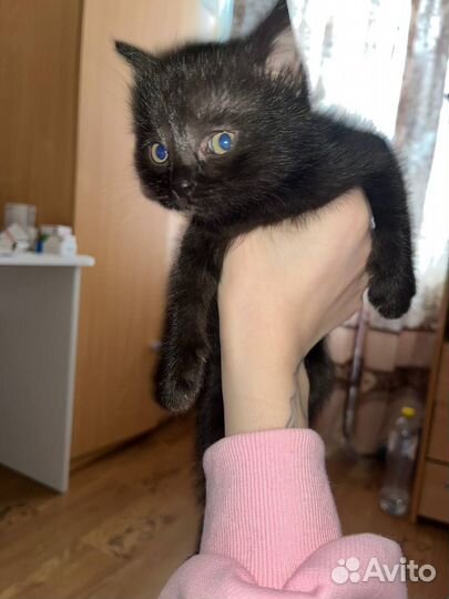 Котята в добрые руки приучены к лотку