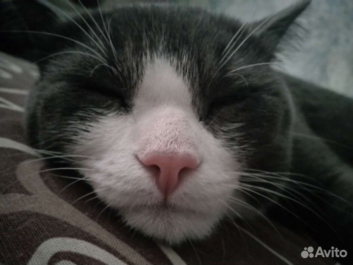 Кот в добрые руки