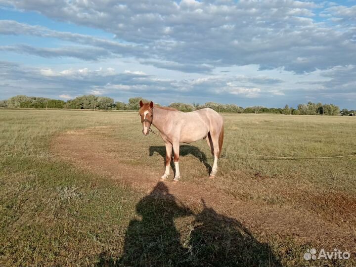 Лошадь жеребец