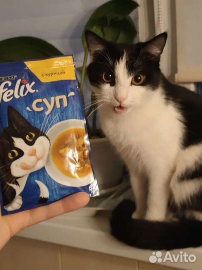 Котик бесплатно