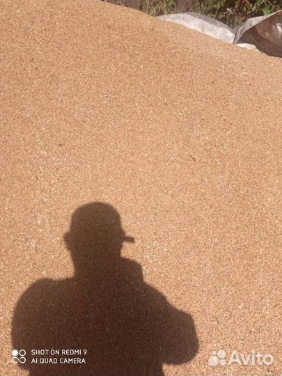 Зерно пшеница ячмень