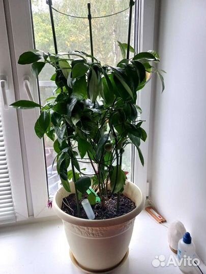 Цитрусовые растения