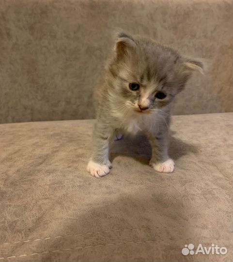Котик