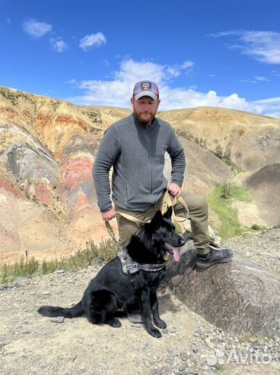 Немецкая овчарка вязка