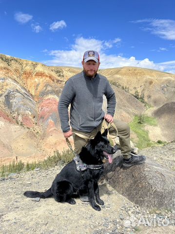 Немецкая овчарка вязка