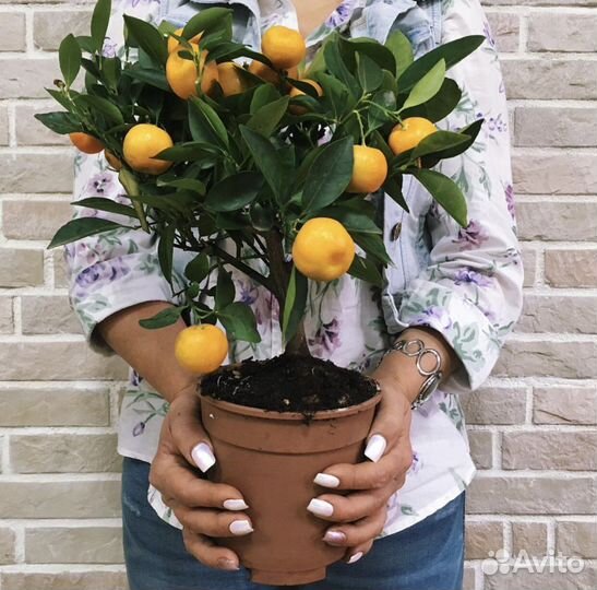 Мандариновое дерево