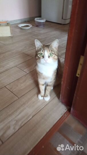 Кошки в добрые руки