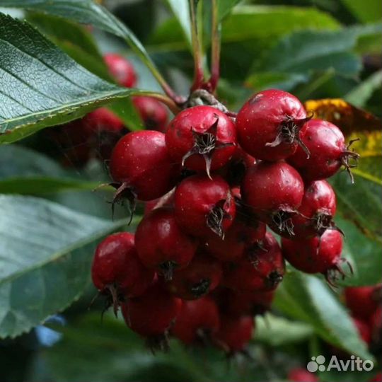 Саженцы Боярышника