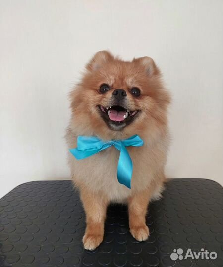 Померанский шпиц вязка