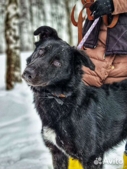 Мишку подбросили в приют