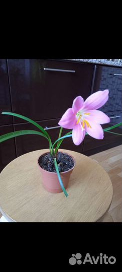 Зефирантес розовый и белый