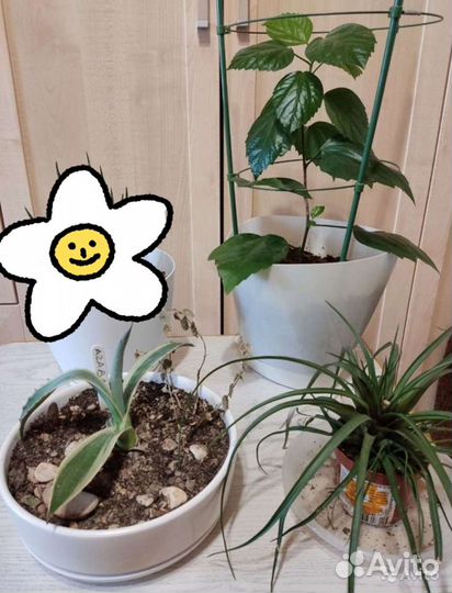 Комнатные растения разные