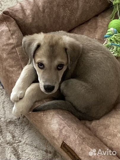 Щенок 2,5 месяца в добрые руки