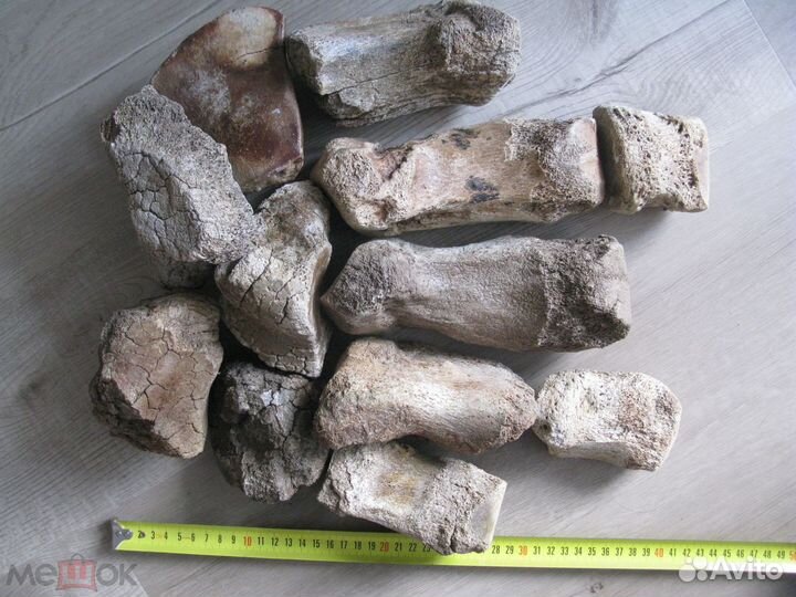 Мамонт, кости ноги №5 палеонтология