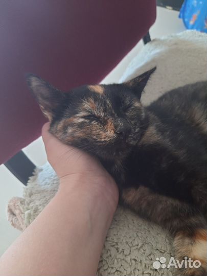 Отдам кошку в добрые руки