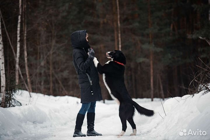 Русско европейская лайка