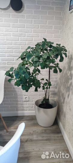 Фикус триангулярис