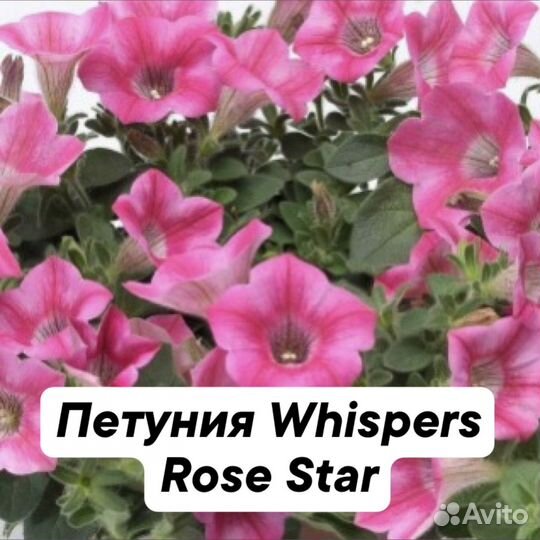 Вегетативная петуния