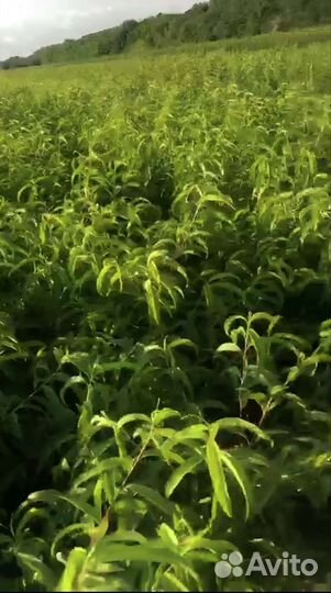 Саженцы Персика Фиделия