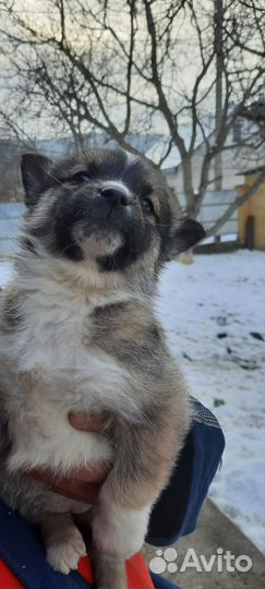 Собаки хаски щенки