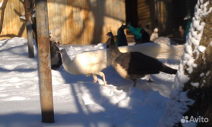 Павлины индийские