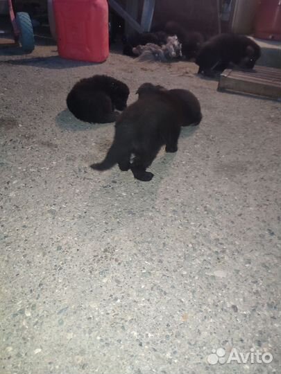 Черная немецкая овчарка