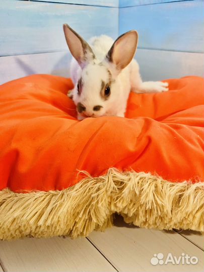 Кролик карликовый рекс