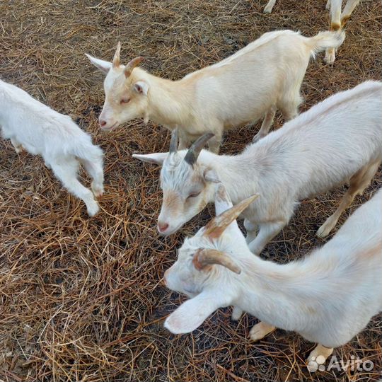 Козы, козлята