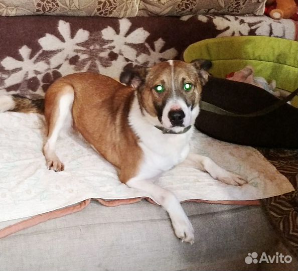 Очаровательный подросток Рэй ищет дом