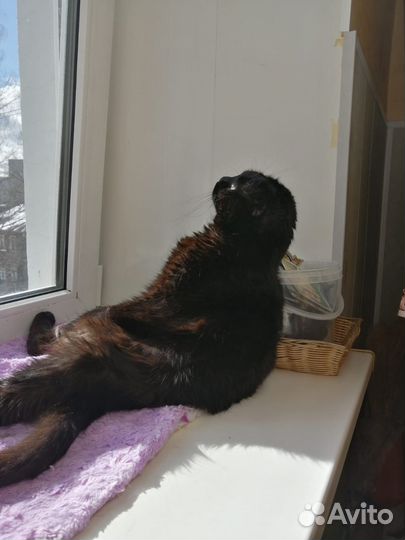 Черный кот вислоухий