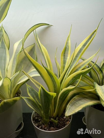 Сансевиерии редкие 3