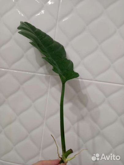 Филодендрон монстера каладиум