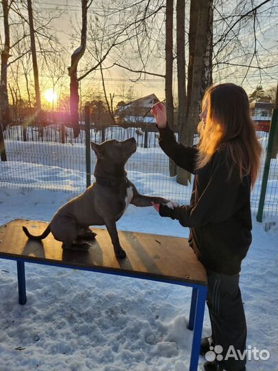 Амстафф вязка