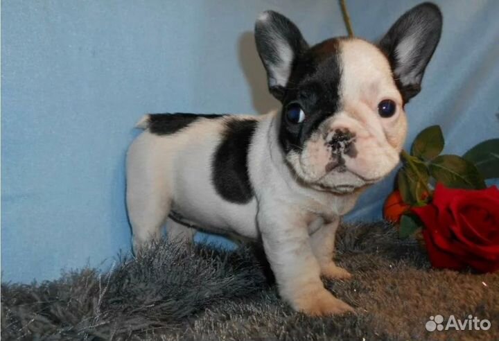 Французский бульдог