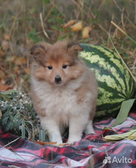 Щенки шелти