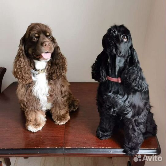 Стрижка американских и английских кокер спаниелей