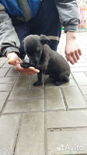 Щенок мальчик