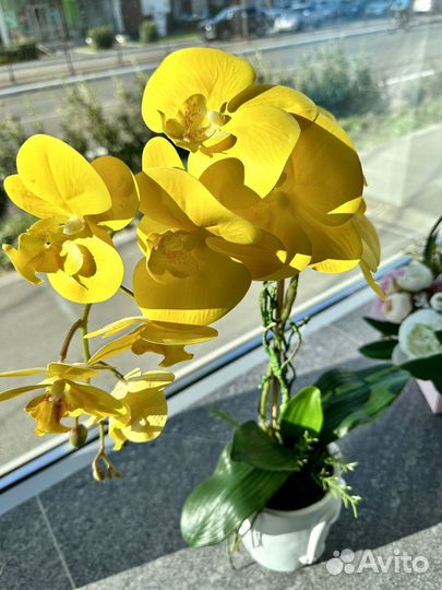 Орхидея для дома и офиса