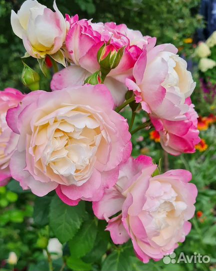 Роза Акрополис и Имка Марина саженцы