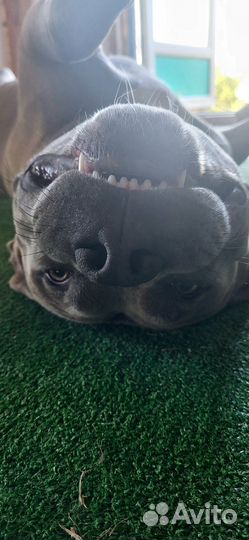 Питбуль вязка