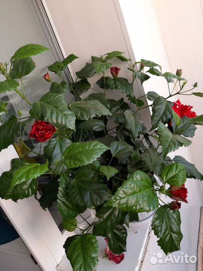 Китайская роза