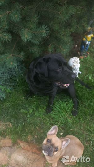 Вязка лабрадор