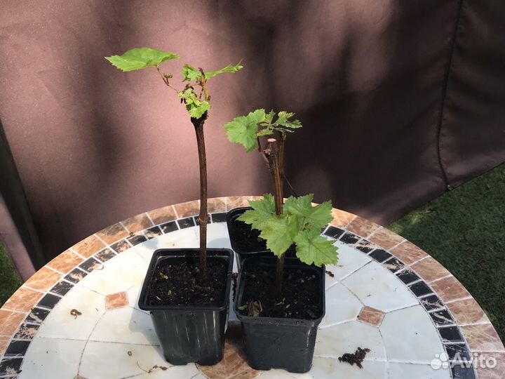 Саженцы винограда