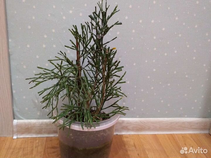 Брызги шампанского