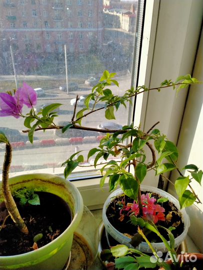 Бугенвиллия взрослая цветущая