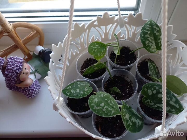 Сциндапсус пиктус эпипремнум