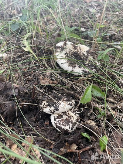 Грузди белые