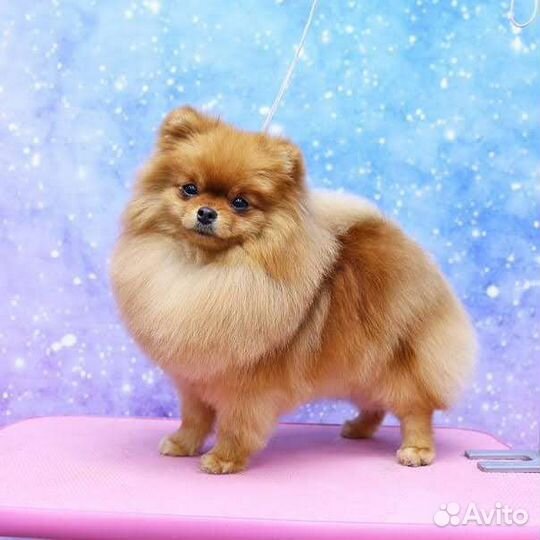 Груминг шпица стрижка